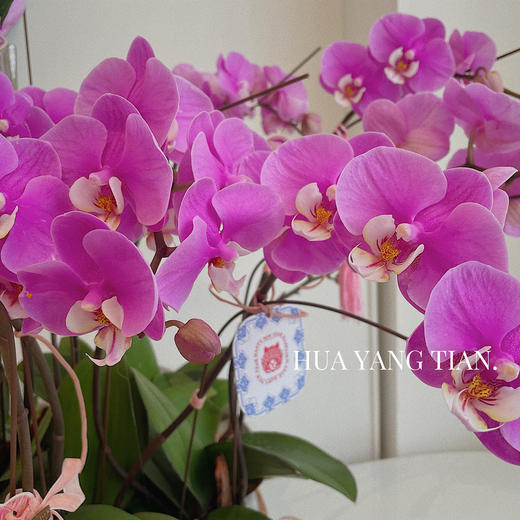蝴蝶兰安娜 · 年宵盆栽 商品图2