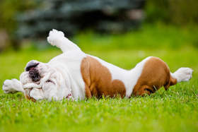 狗狗为什么喜欢在地上打滚