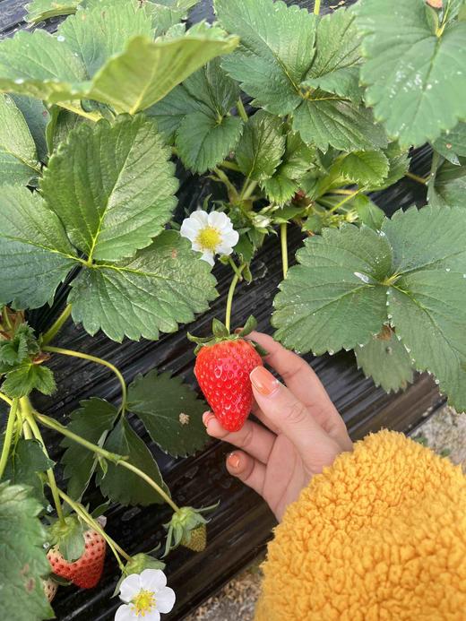 阿林有机草莓3斤装 商品图4