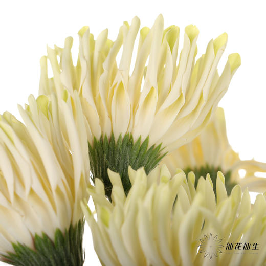 非洲菊 ｜ 威尼斯 商品图6