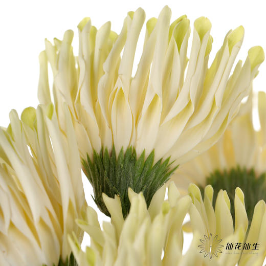 非洲菊 ｜ 威尼斯 商品图5