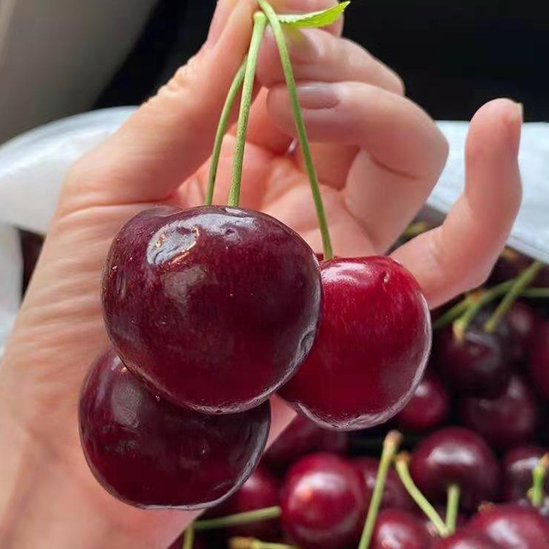 智利纯冰bing车厘子3j特级果500g盒2斤装礼盒装果径30mm32mm