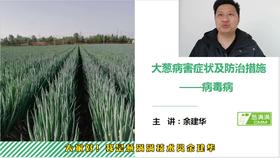 大葱病害防治——病毒病