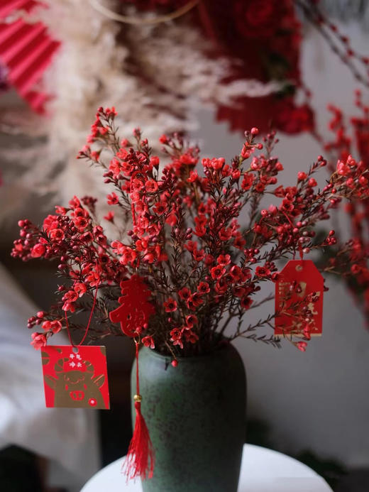 活动澳洲腊梅 商品图1