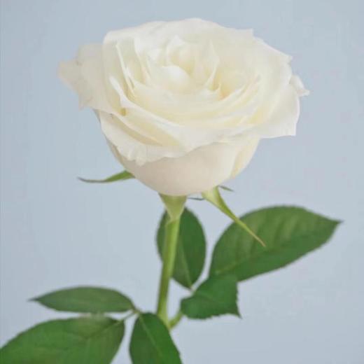 A级骄傲玫瑰/枝 商品图0