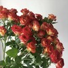 云南A级多头玫瑰（5-10头）/枝 商品缩略图4
