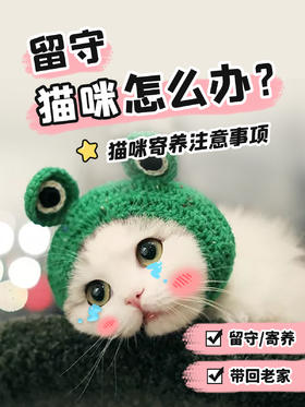 过年回家猫咪怎么办？