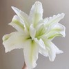 多头重瓣百合花（浪漫之星）/枝 商品缩略图1