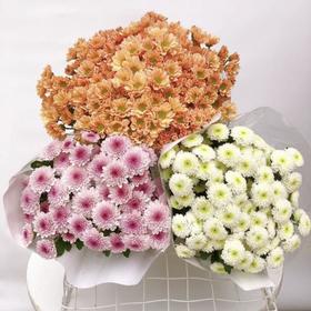 小雏菊（5枝）/份