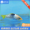 黄花龙Halichoeres hortulanus 商品缩略图0