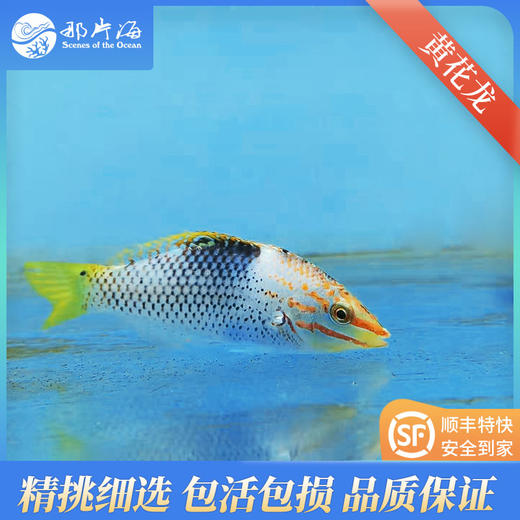 黄花龙Halichoeres hortulanus 商品图0