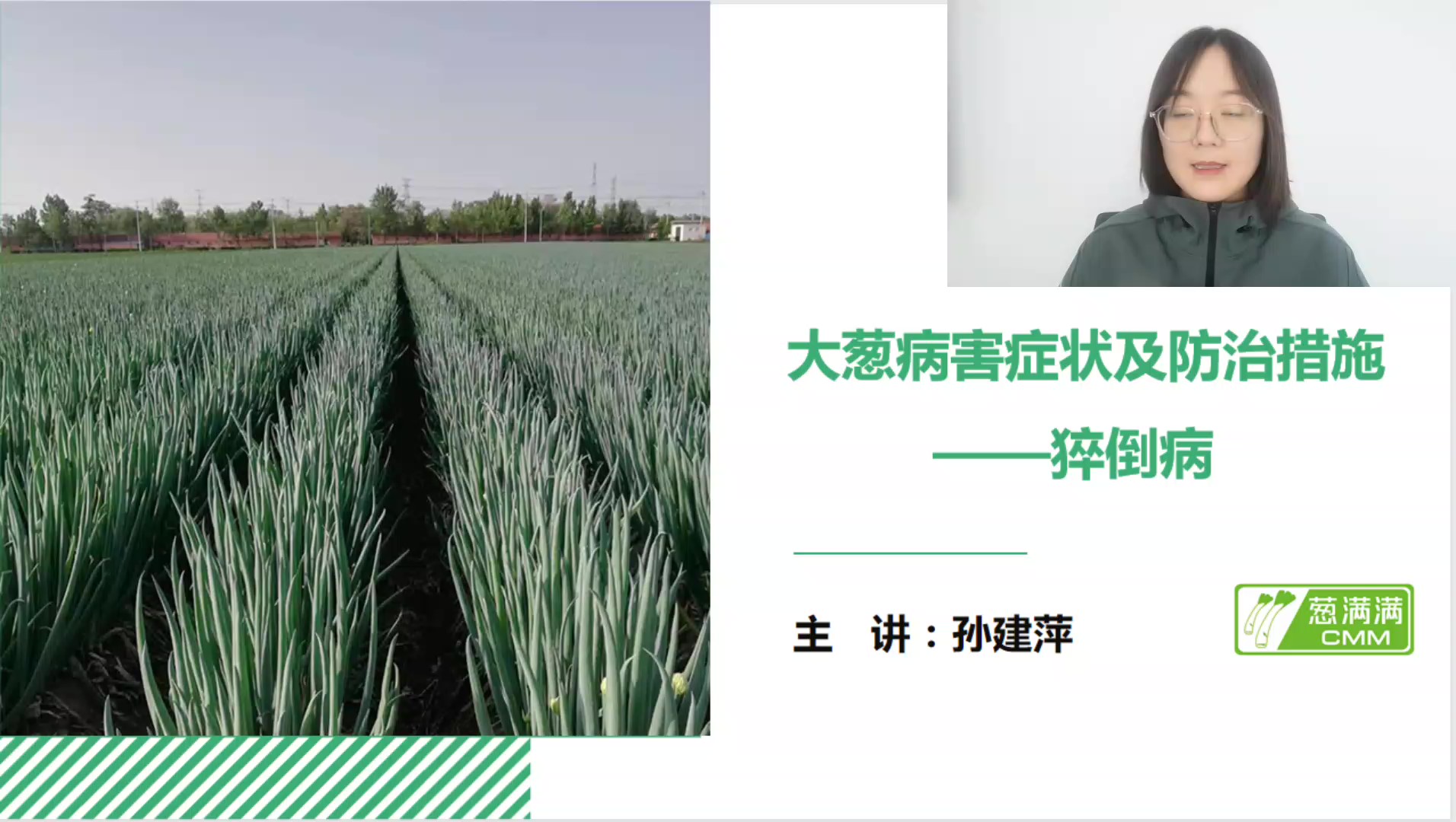 大葱病害防治——猝倒病