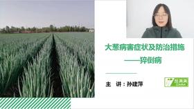 大葱病害防治——猝倒病