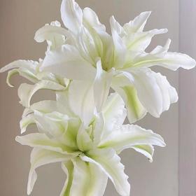 多头重瓣百合花（浪漫之星）/枝