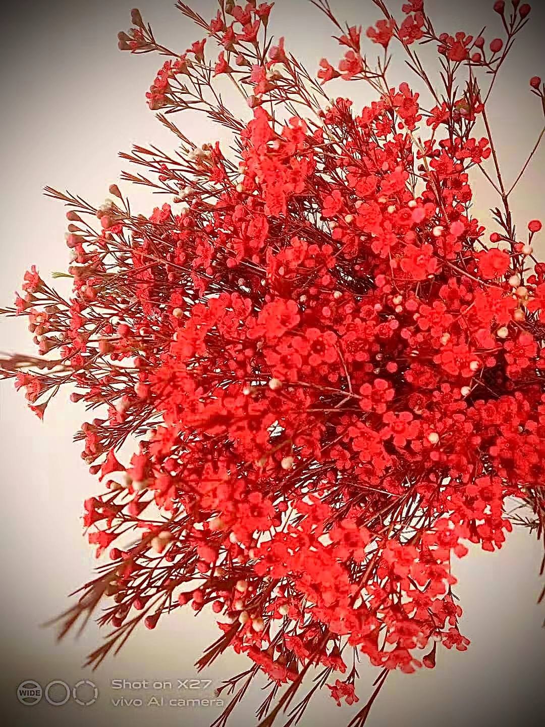 “杨月季”品牌——澳洲蜡花（红色）