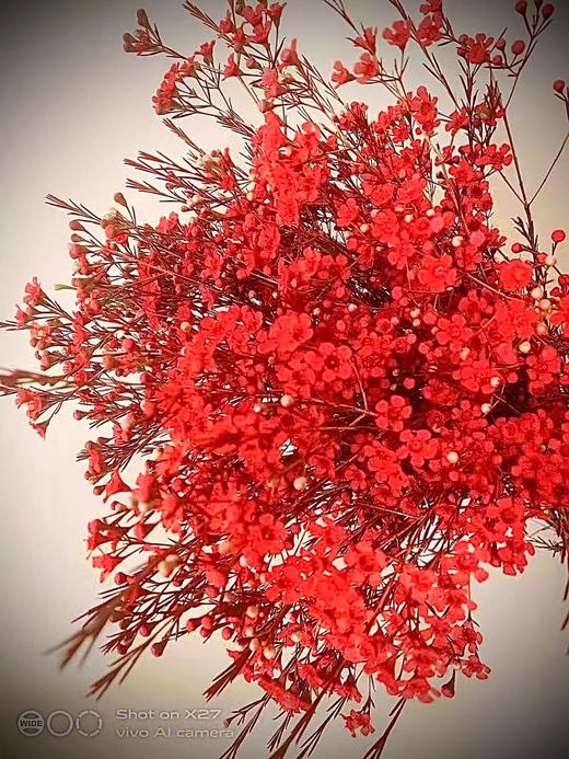 “杨月季”品牌——澳洲蜡花（红色） 商品图0