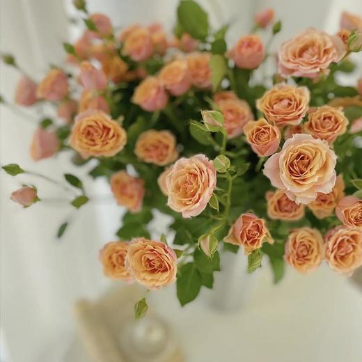 云南A级多头玫瑰（5-10头）/枝 商品图1