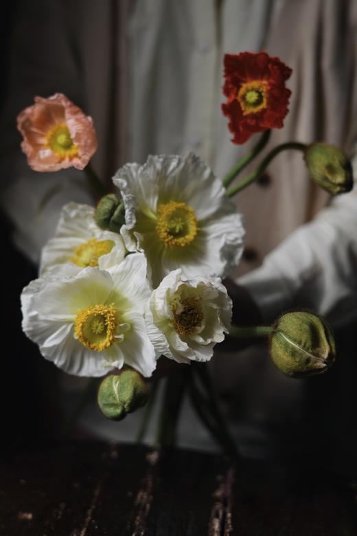 虞美人【骓不逝兮可奈何，虞兮虞兮奈若何！】比利时国花 油画质感花材虞美人PLUS  混色1束  48小时内发货 商品图1