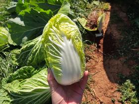 秋冬初甜   有机娃娃菜2.4KG   蔬菜甘甜香