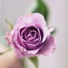 紫霞仙子玫瑰/枝 商品缩略图1