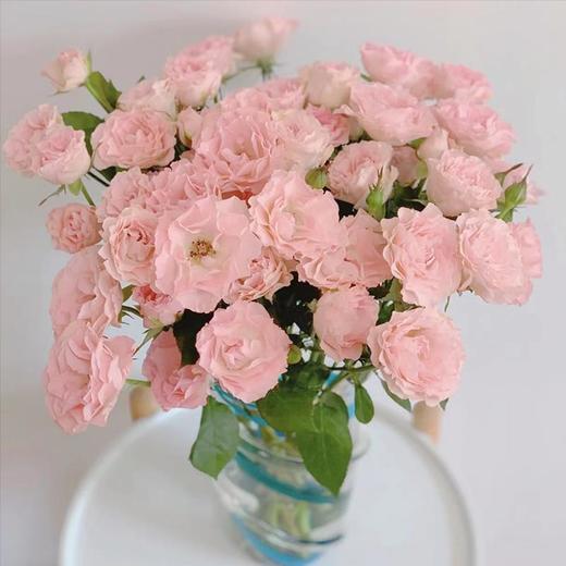 云南A级多头玫瑰（5-10头）/枝 商品图0