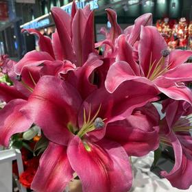 多头单瓣百合花（普拉芬多）/枝