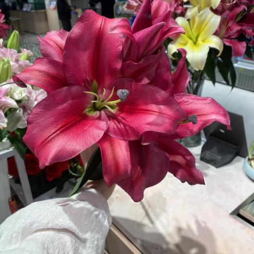 多头单瓣百合花（普拉芬多）/枝 商品图1