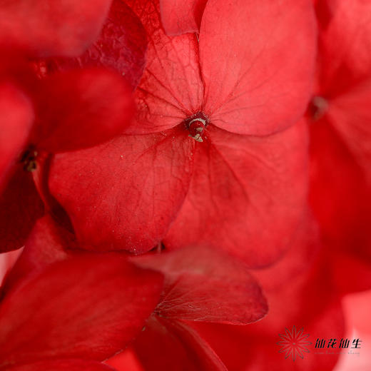 永生花材 | 绣球红色大叶 商品图1