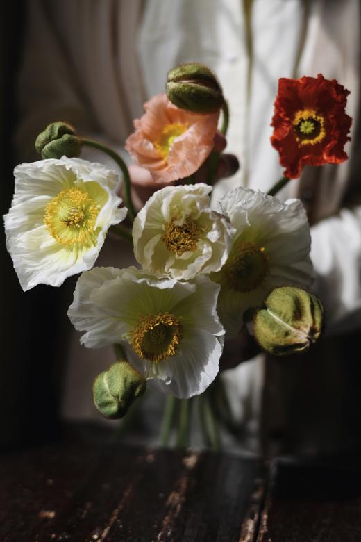 虞美人【骓不逝兮可奈何，虞兮虞兮奈若何！】比利时国花 油画质感花材虞美人PLUS  混色1束  48小时内发货 商品图4