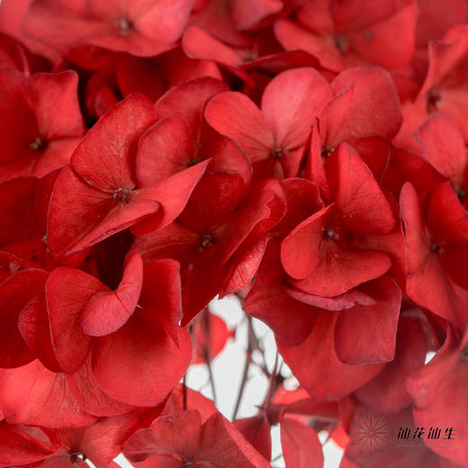 永生花材 | 绣球红色大叶 商品图3