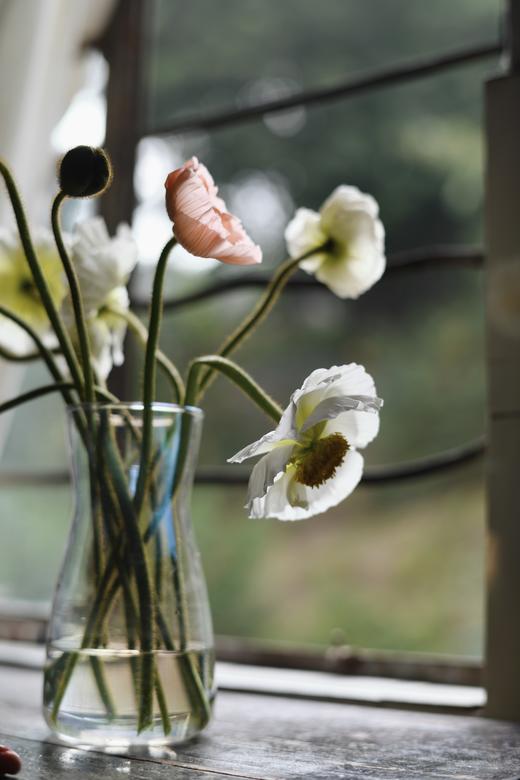 虞美人【骓不逝兮可奈何，虞兮虞兮奈若何！】比利时国花 油画质感花材虞美人PLUS  混色1束  48小时内发货 商品图8