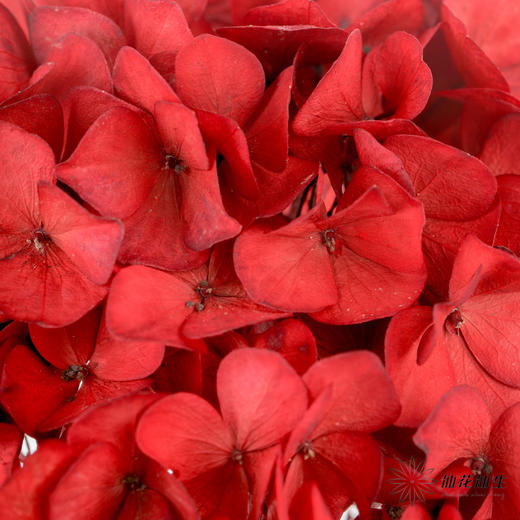 永生花材 | 绣球红色大叶 商品图2