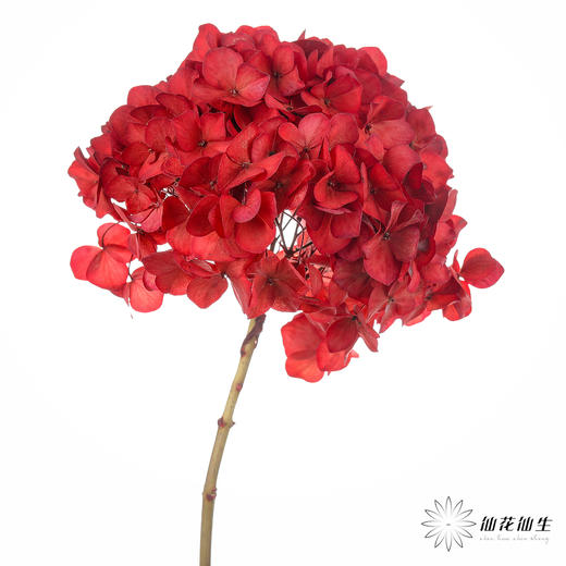 永生花材 | 绣球红色大叶 商品图0