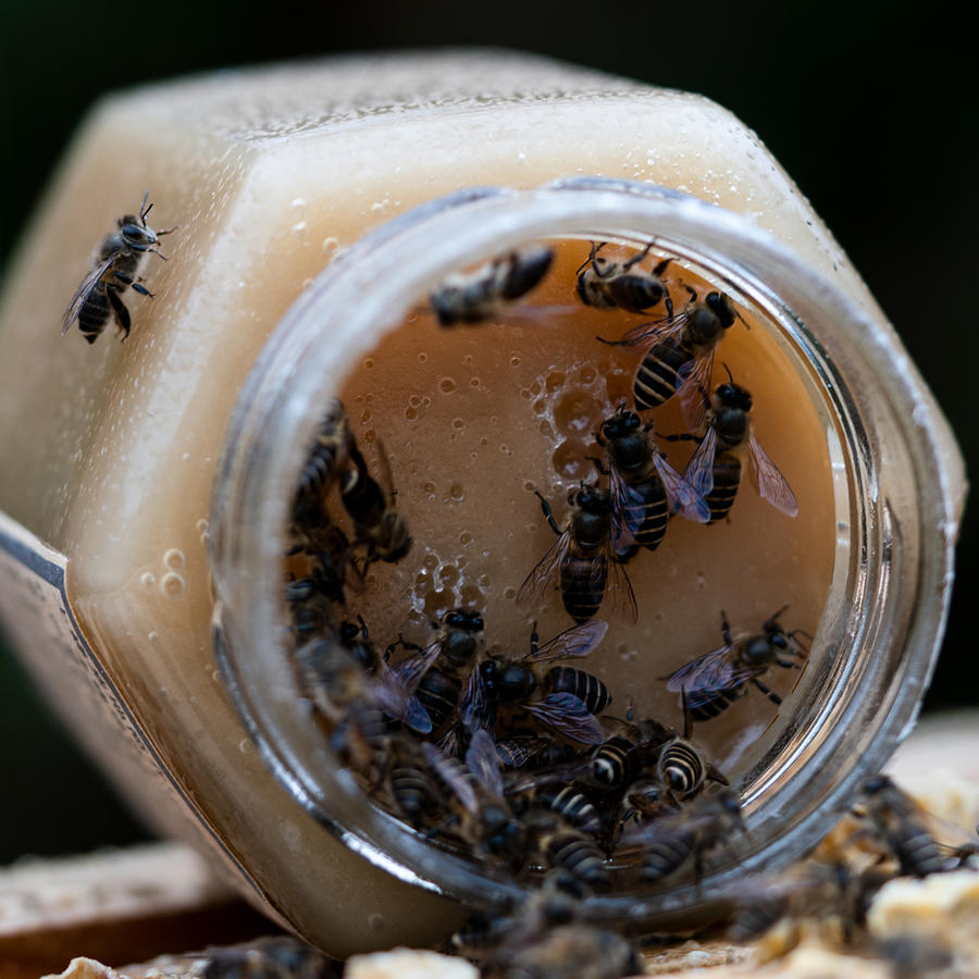 深山里的原生土蜂蜜,稀缺玄参蜜,全省优质奖农家蜜