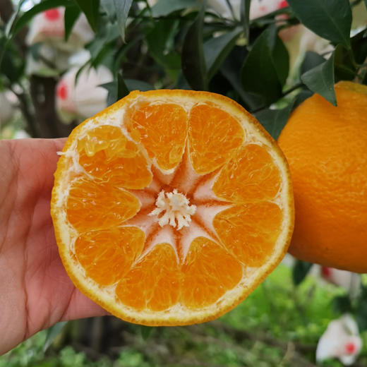 【四川•春见（耙耙柑8斤/10斤）】清甜果粒多 爆汁脆嫩 皮薄易撕不脏手 现摘现发 商品图9