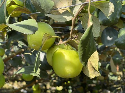 西双版纳·云枣 汁多肉白嫩脆甜苹果枣青枣脆枣牛奶蜜枣4斤礼盒包邮 商品图6