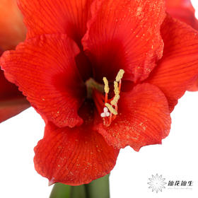 国产朱顶红 ｜ 红狮