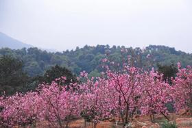 出发清远·田野绿世界千亩樱花，仙桥地下河，祯阳坊，上岳古村2天摄影