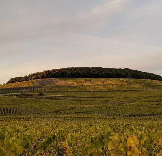 Bonnaire Ver Sacrum Blanc de Blancs d’Autrefois 宝奈儿春社古法白中白香槟 商品图3