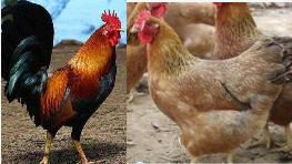 946阉鸡一只毛重约5斤至5.5斤 文昌鸡一只毛重3.4斤至3.7斤 默认鲜宰 商品图0