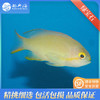 绿宝石海金鱼Pseudanthias huchtii 商品缩略图0
