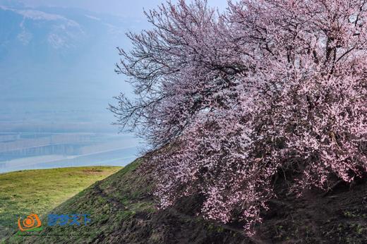 春摄新疆（C）:伊犁杏花沟花海•赛里木湖·那拉提草原冰百合·喀赞其民俗风情三飞8天摄影 商品图9