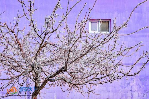 春摄新疆（C）:伊犁杏花沟花海•赛里木湖·那拉提草原冰百合·喀赞其民俗风情三飞8天摄影 商品图13