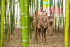 【门票】39.9元畅玩16项玩乐设置！杭州萧山Deer Park鹿公园门票 商品缩略图0