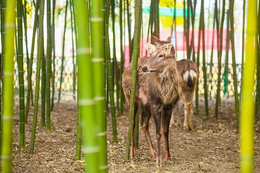 【门票】39.9元畅玩16项玩乐设置！杭州萧山Deer Park鹿公园门票 商品图0