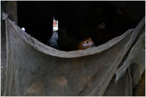 唐立红《隔河村》摄影集/中国视觉艺术出版社 商品图7