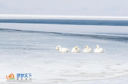 春摄新疆（C）:伊犁杏花沟花海•赛里木湖·那拉提草原冰百合·喀赞其民俗风情三飞8天摄影 商品图5