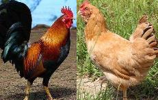 946谷养300天阉鸡一只毛重6.5斤以上默认鲜宰 商品图0