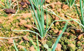 香葱种植技术_如何种植香葱