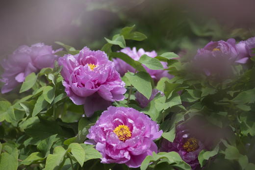 5.19【内蒙古之春】呼伦贝尔草原、阿尔山天池、兴安杜鹃•观天鹅7天摄影 商品图2